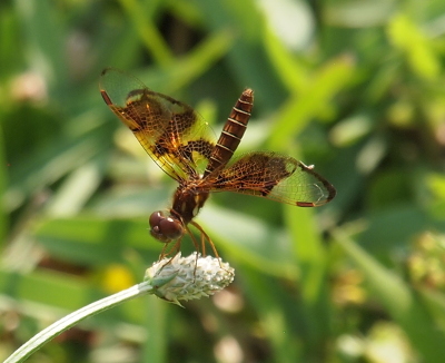 [A side front view of female dragonfly on a light-colored weed head. The clear sections of the back wings stop at a line of dark coloring which follows most of the back edge of the wings.]